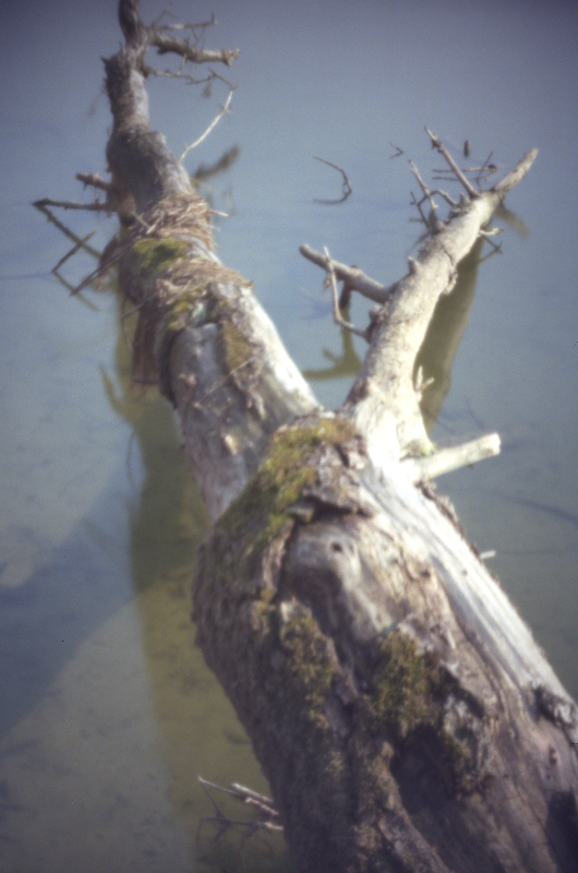 Tree In The Aare Close To Selzach